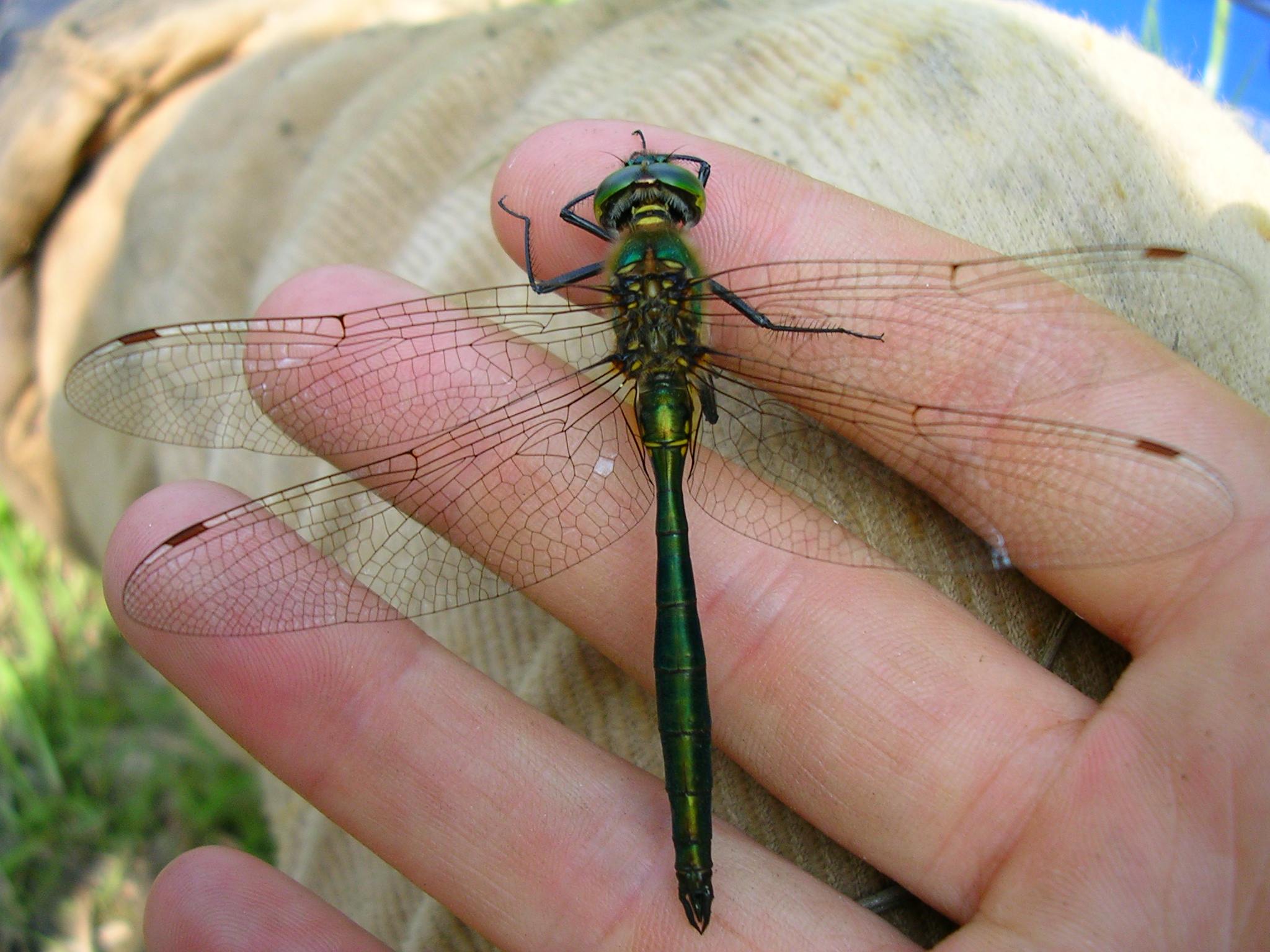 Libellula fulva